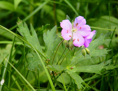 [A very light purple five-petaled flower has its center facing the camera showing its long thin stamen with dark purple tips. A second bloom is mostly hidden by the first and both are surrounded by blooms which have yet to fully develop and the leaves of the flower and grass.]